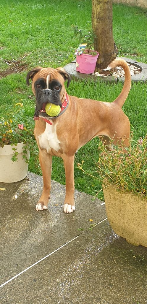boxerpark Xenia