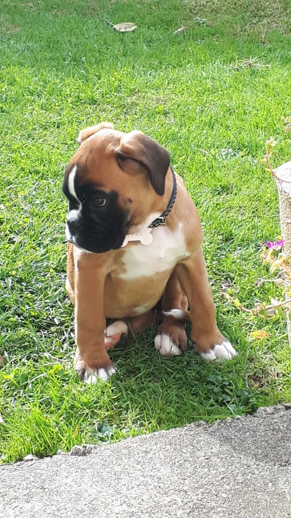 Boxerpark Xenia