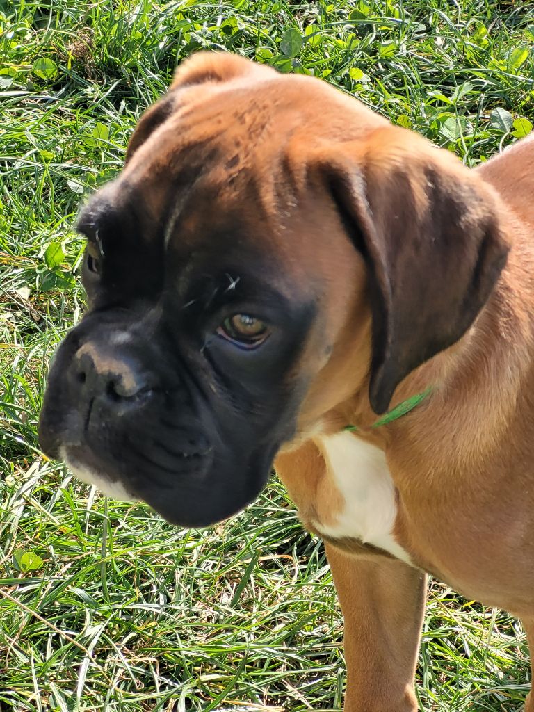 De La Colline De Ruby - Chiots disponibles - Boxer